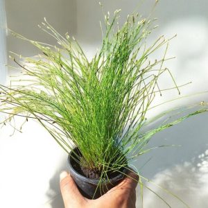 Ізолепіс (кімнатний камиш/ бризки шампанського)