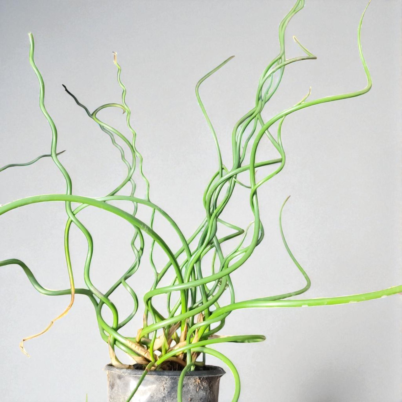 Джункус(орієнтовно квітень) - Зображення 2