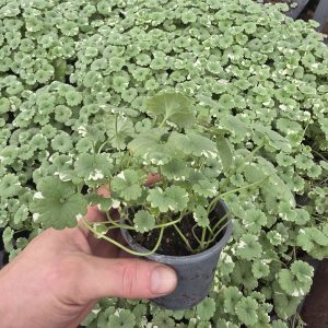 Будра варієгатна