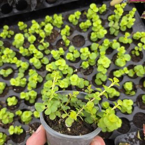 Вербозілля монетчасте