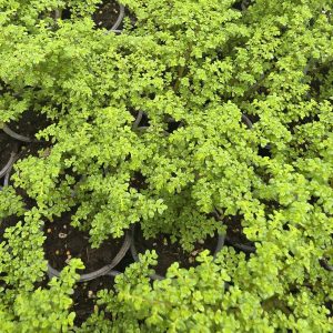 Пілея дрібнолиста