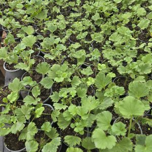 Королівська пеларгонія