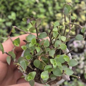 Каллізія зелена (Callisia repens)