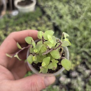 Каллізія жовта / Голд (Callisia repens «Gold»)