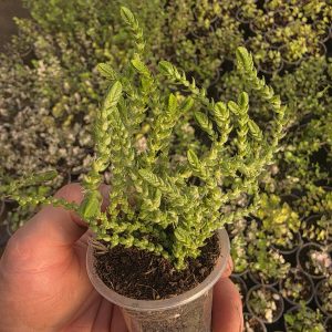 Красула плауноподібна (Crassula muscosa)