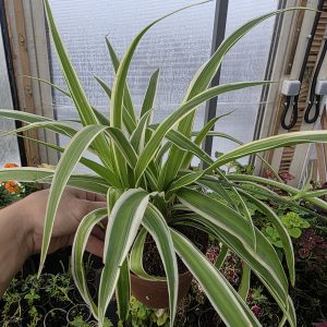 Хлорофітум (Chlorophytum)