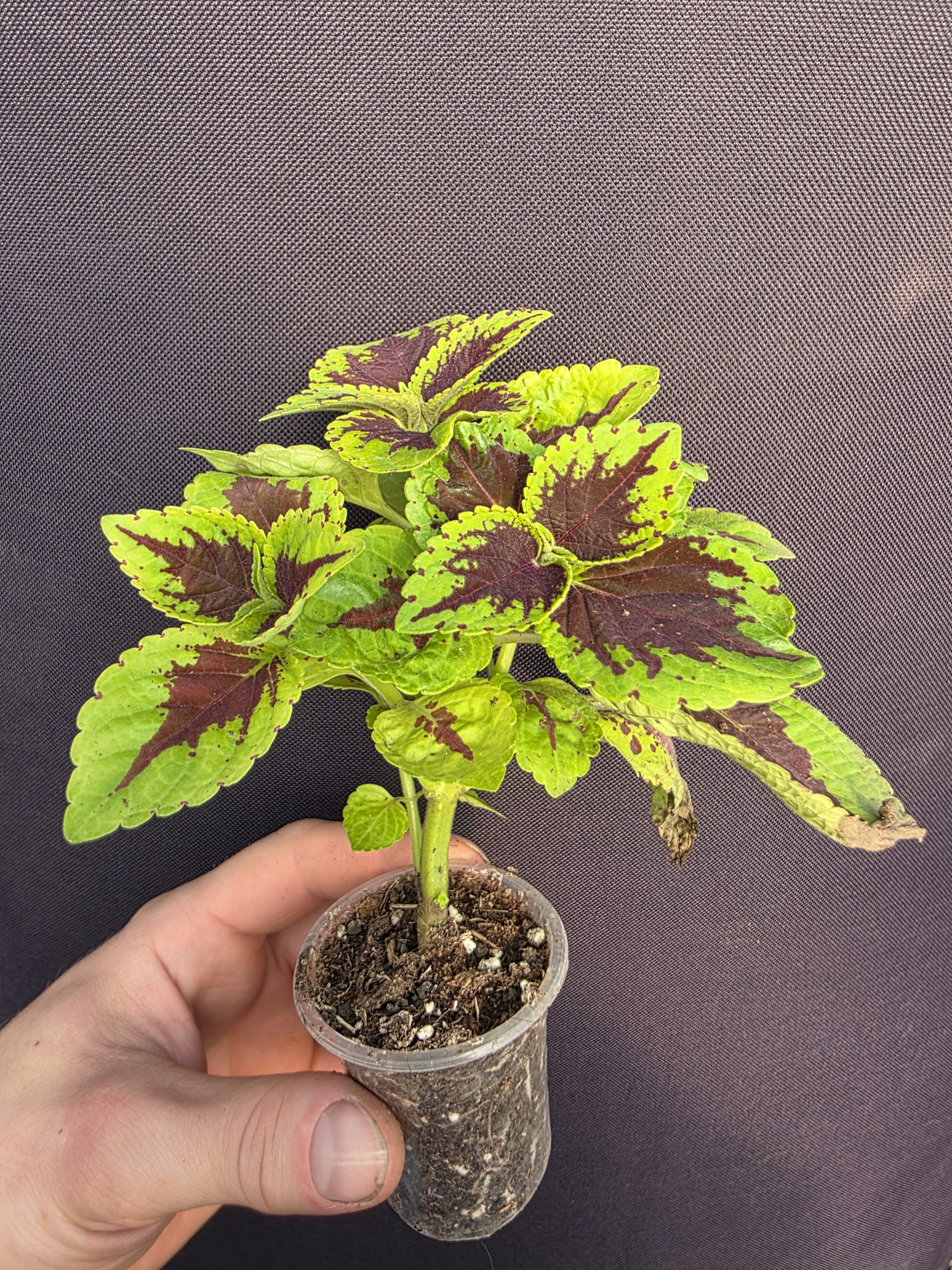 Колеус 2008 - Зображення 3