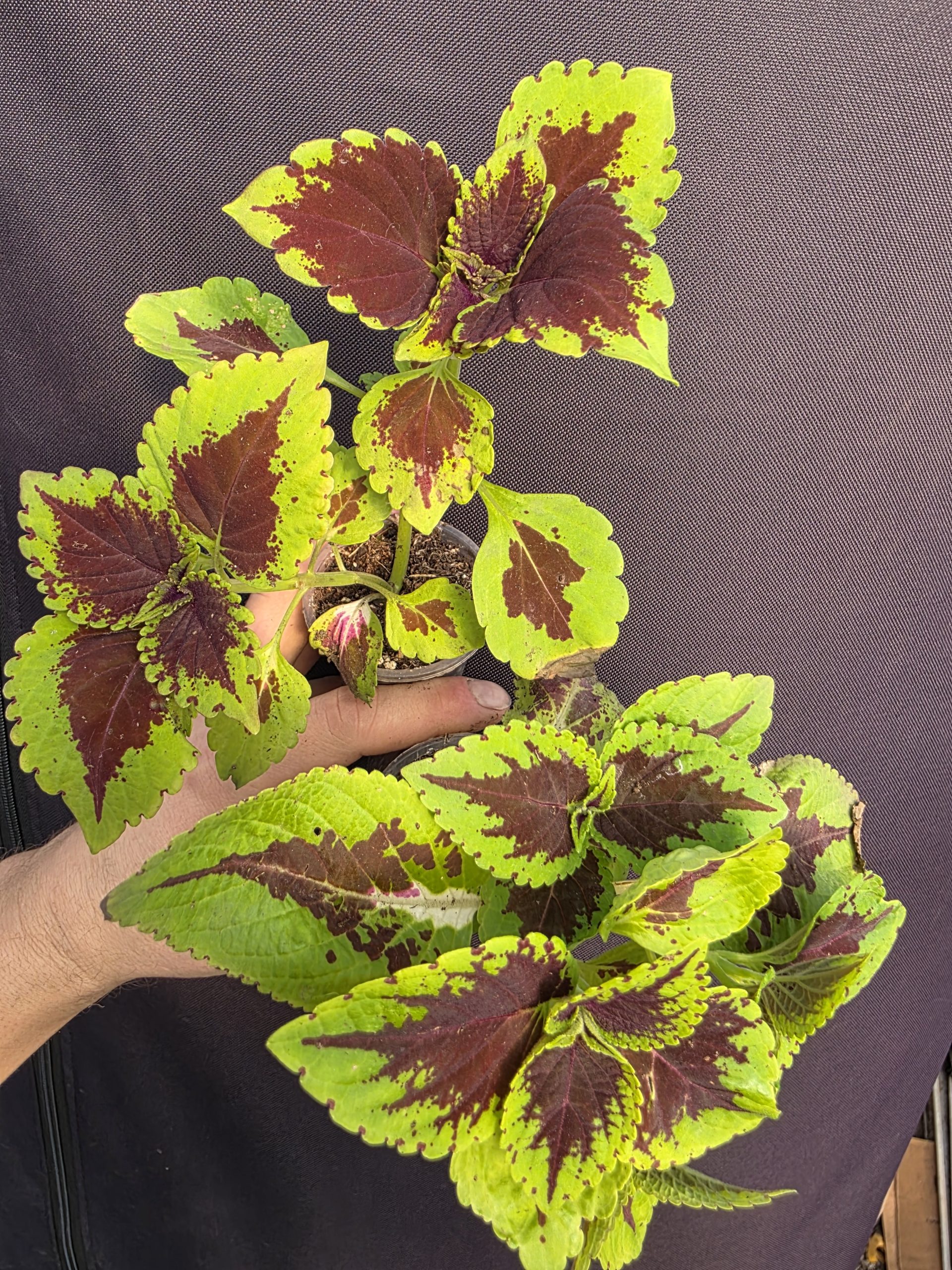 Колеус 2008 - Зображення 4