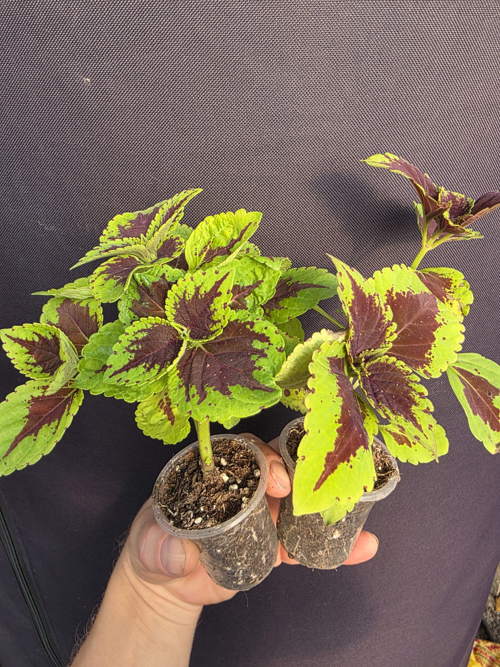 Колеус 2008 - Зображення 5