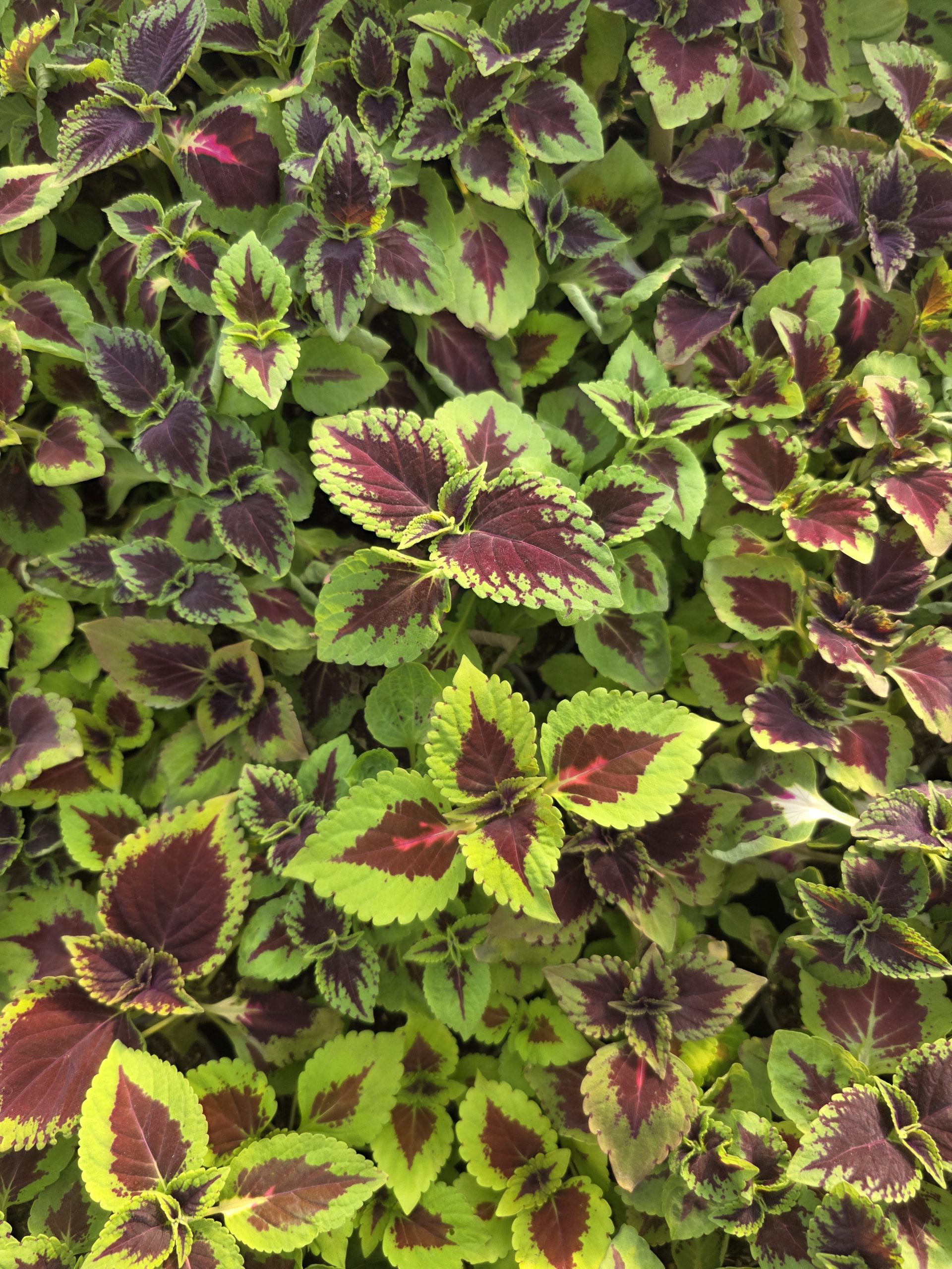 Колеус 2008 - Зображення 6