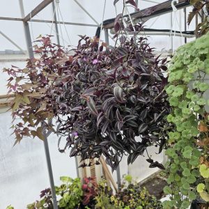 Ампельні рослини