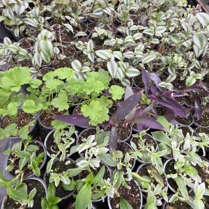 Кімнатні рослини