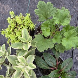 Міх сортів (набір рослин)