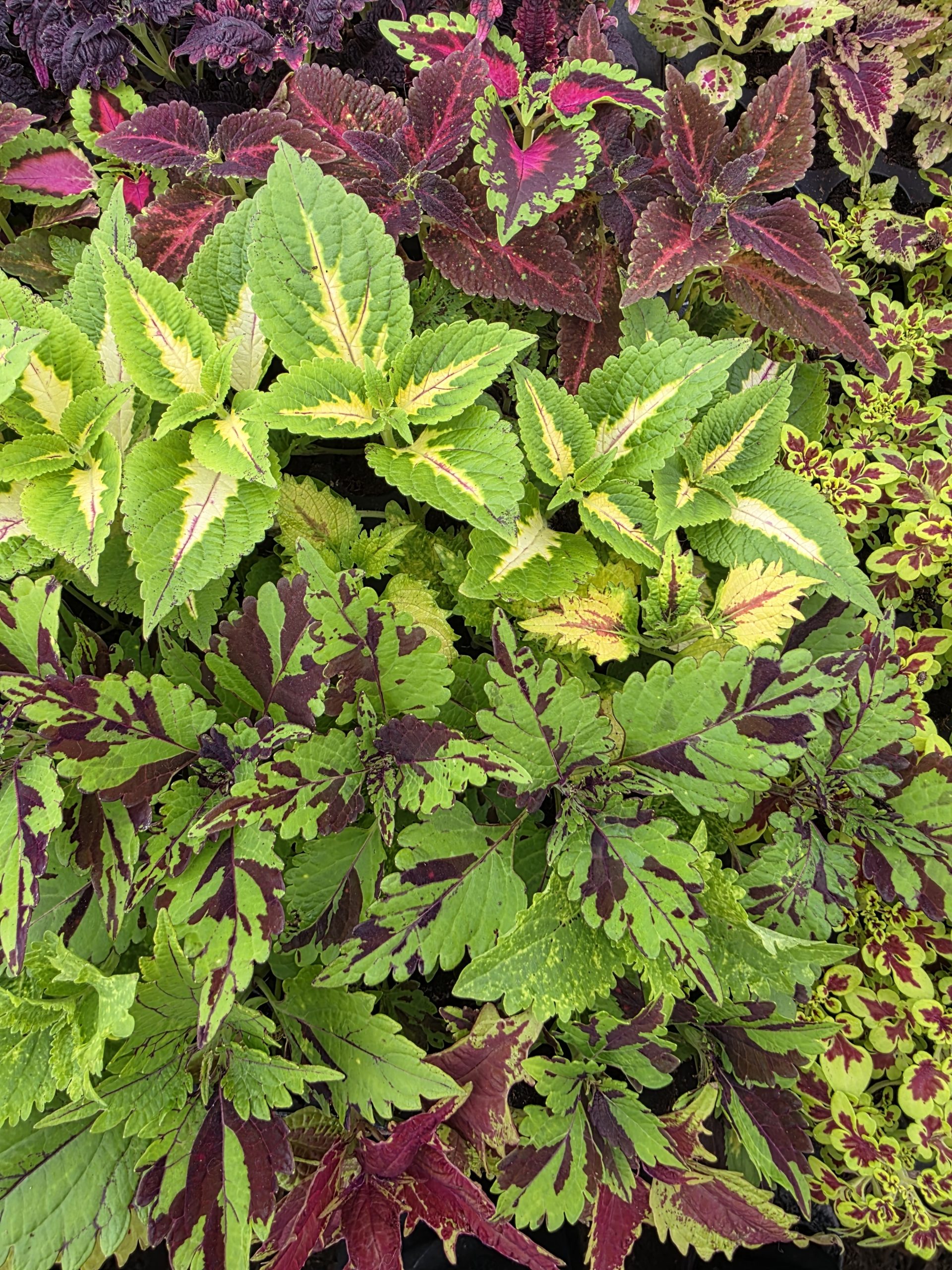 Колеус в черенку кольоровий міх (набір сортів) - Зображення 7