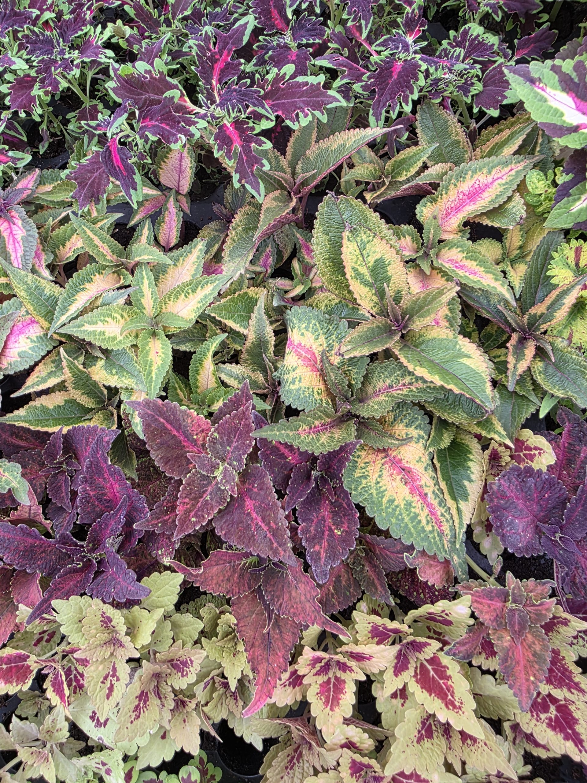 Колеус в черенку кольоровий міх (набір сортів) - Зображення 6