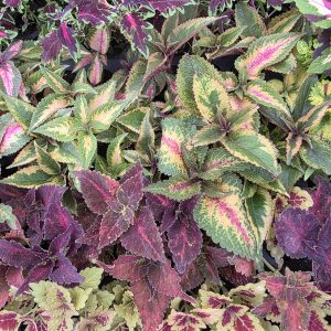 Колеус в черенку кольоровий міх (набір сортів)