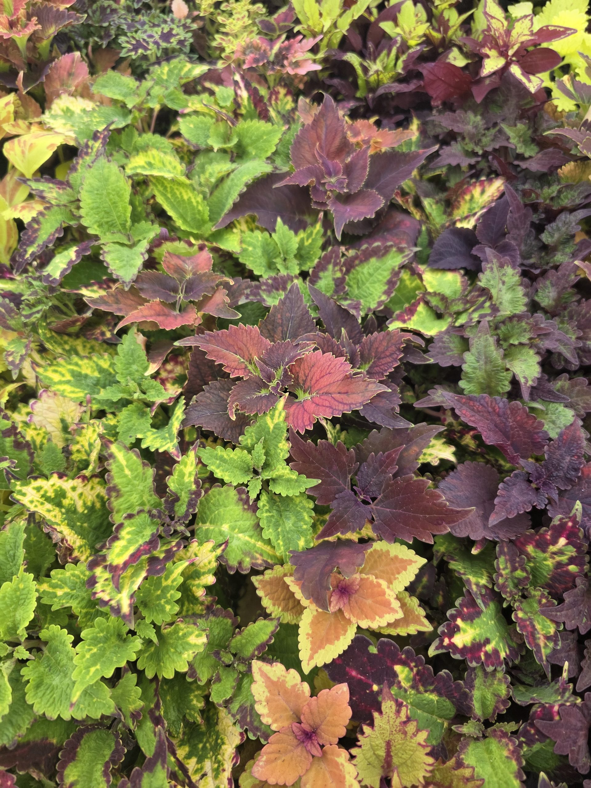 Колеус в черенку кольоровий міх (набір сортів) - Зображення 2