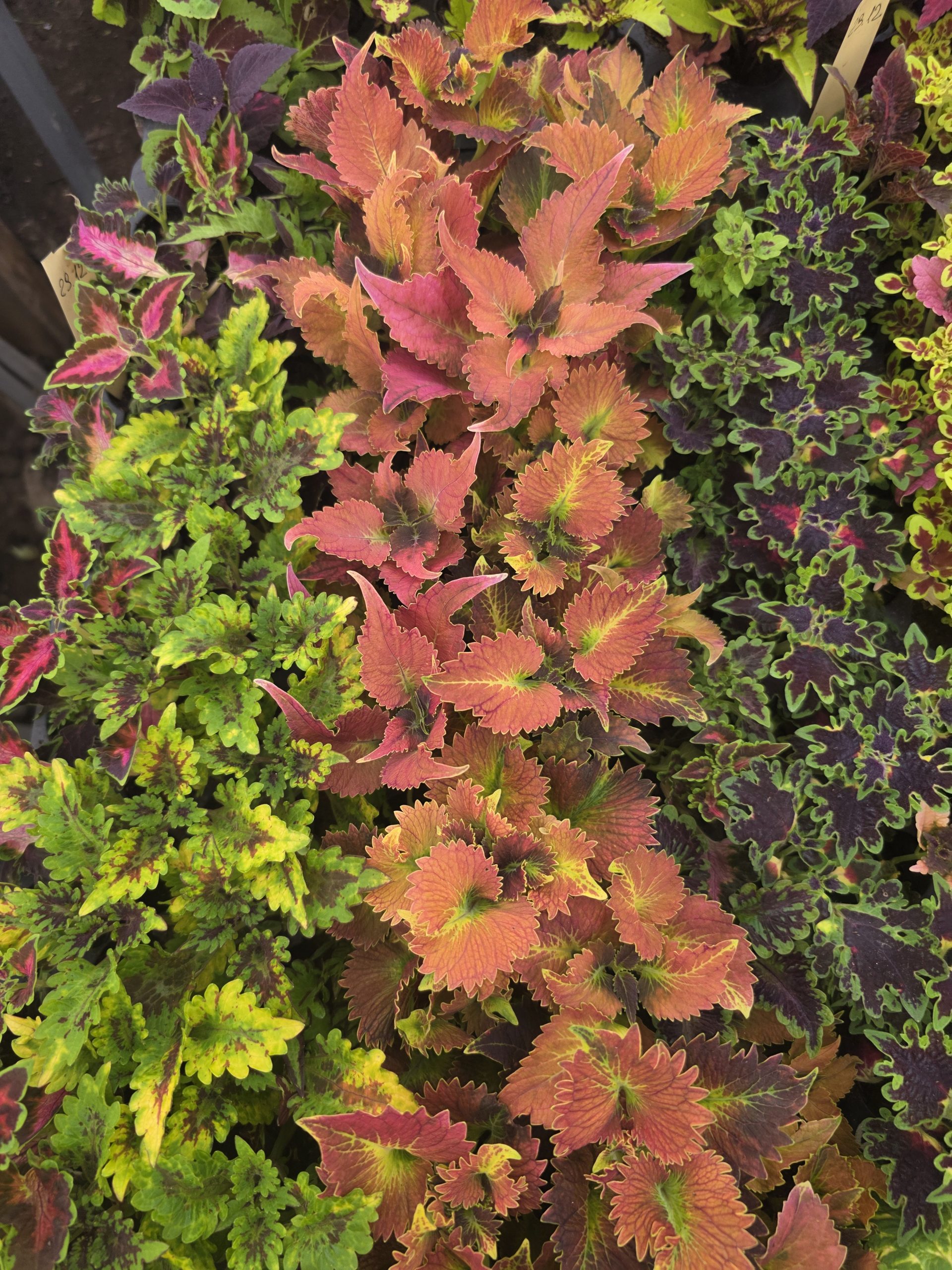 Колеус в черенку кольоровий міх (набір сортів) - Зображення 3