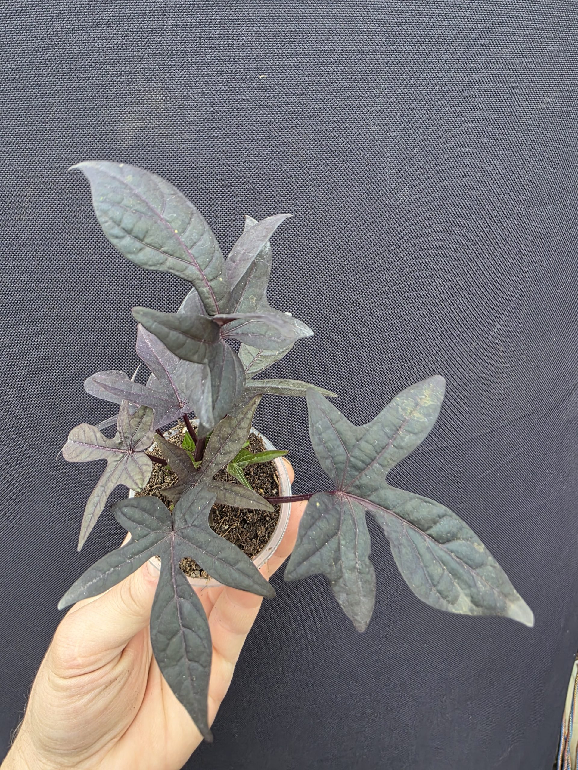 Іпомея 3008 - Зображення 2