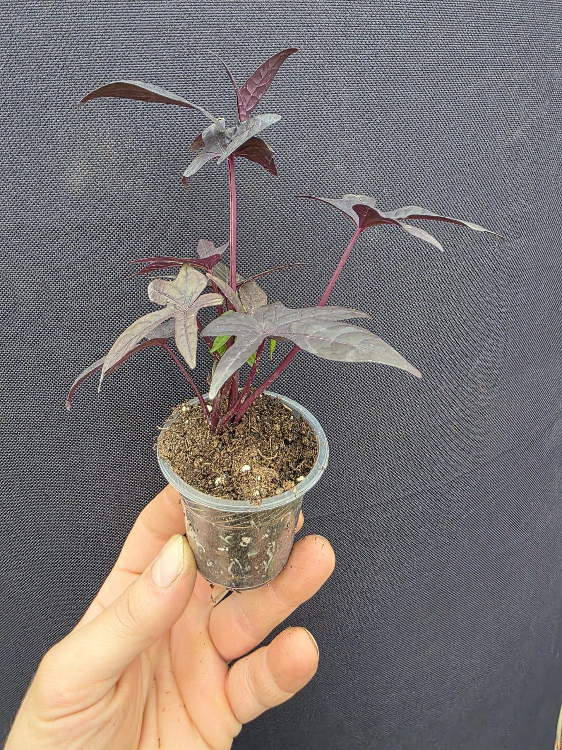 Іпомея 3008 - Зображення 3