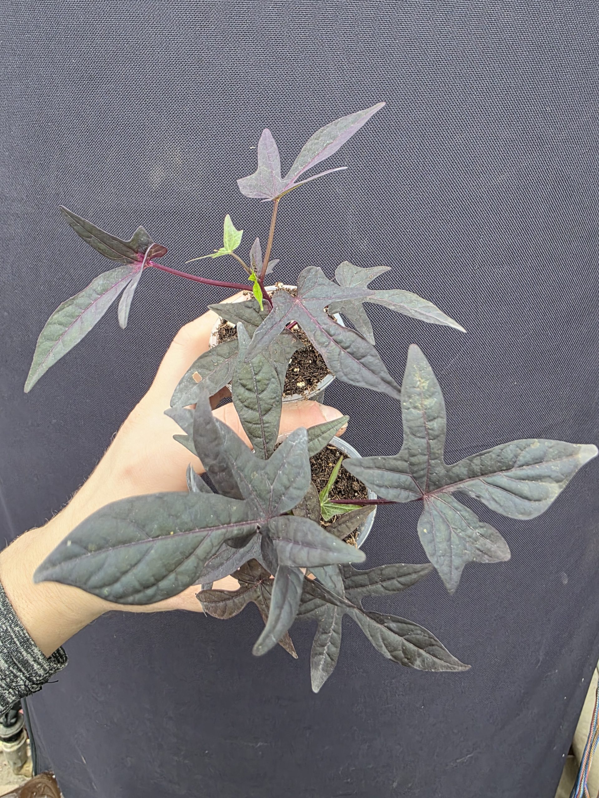 Іпомея 3008 - Зображення 4