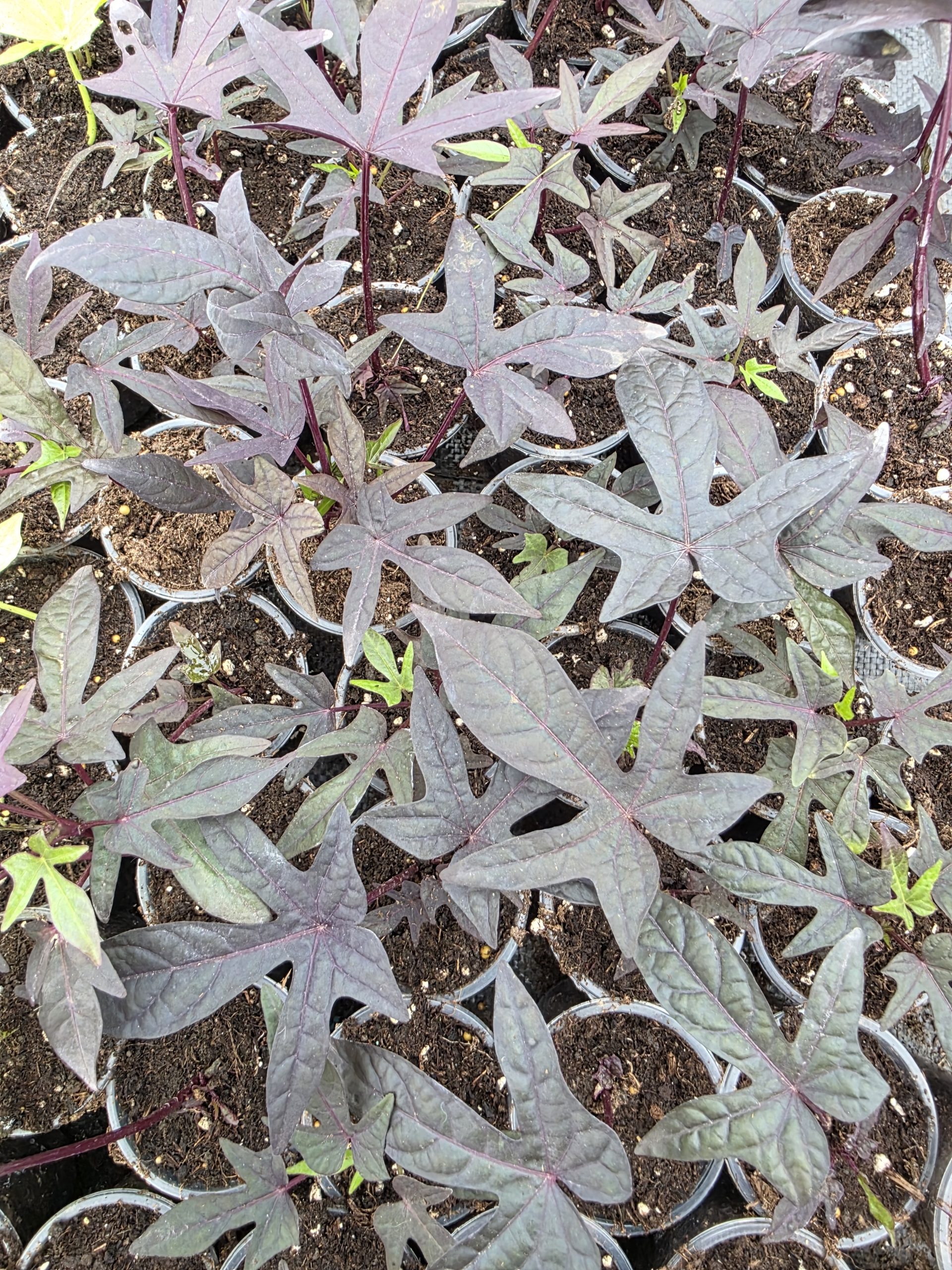 Іпомея 3008 - Зображення 6