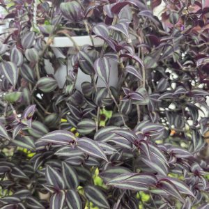 традесканція набір 5шт