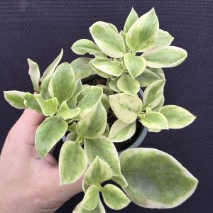 Аптенія варієгатна