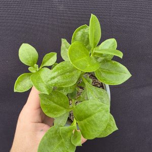 Аптенія зелена