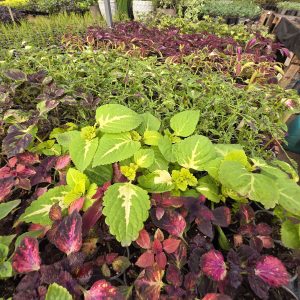 колеус 20 різних 100мл