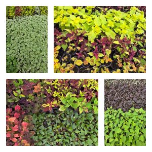 Сезонні рослини