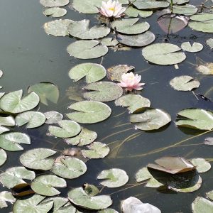 Рослини для водойми (буде з весни)