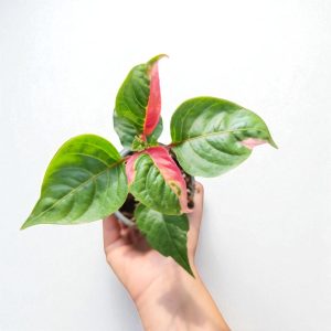 Інші сезонні рослини