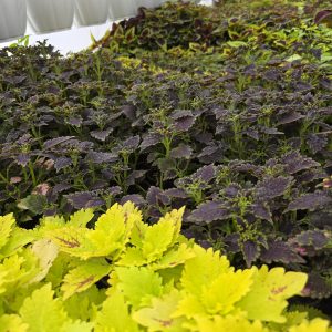 колеус 100мл 10 різних