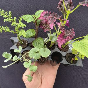 Набір вкорінених черенків 7шт