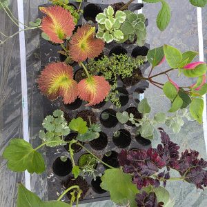 Набір вкорінених черенків 16шт