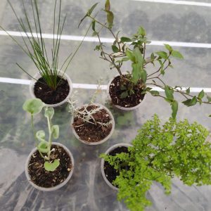 Набір рослин в горщику 100мл 5шт