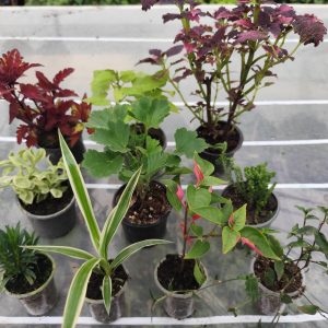 Набір рослин в горщику 10шт