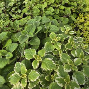 Набір черенків плектрантус 5 різних сортів