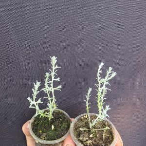 Калоцефалус