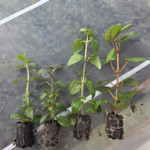 Фуксія набір з 4х вкорінених черенків