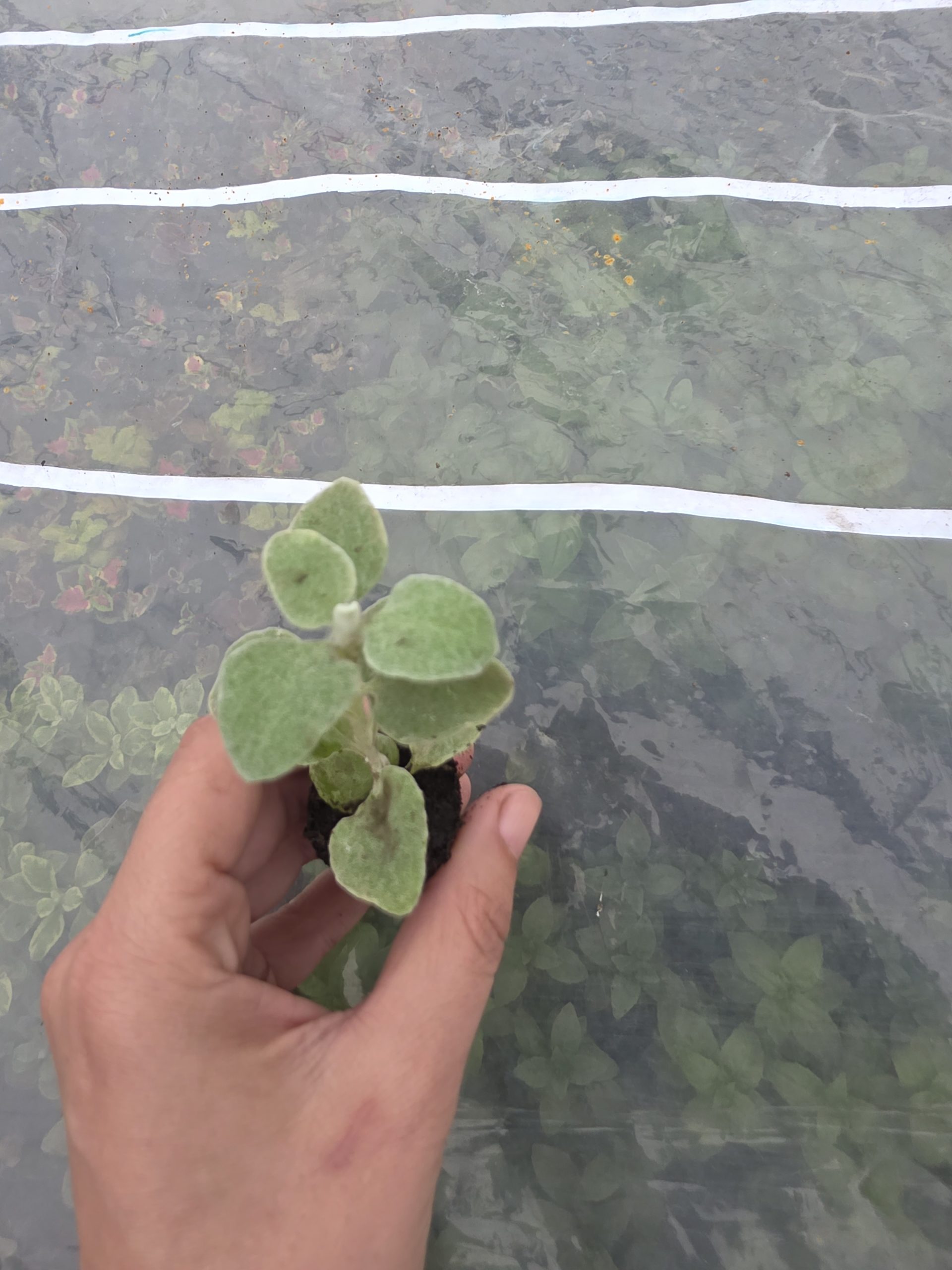 Дипладенія і не тільки. Набір з 11 вкорінених черенків - Зображення 15