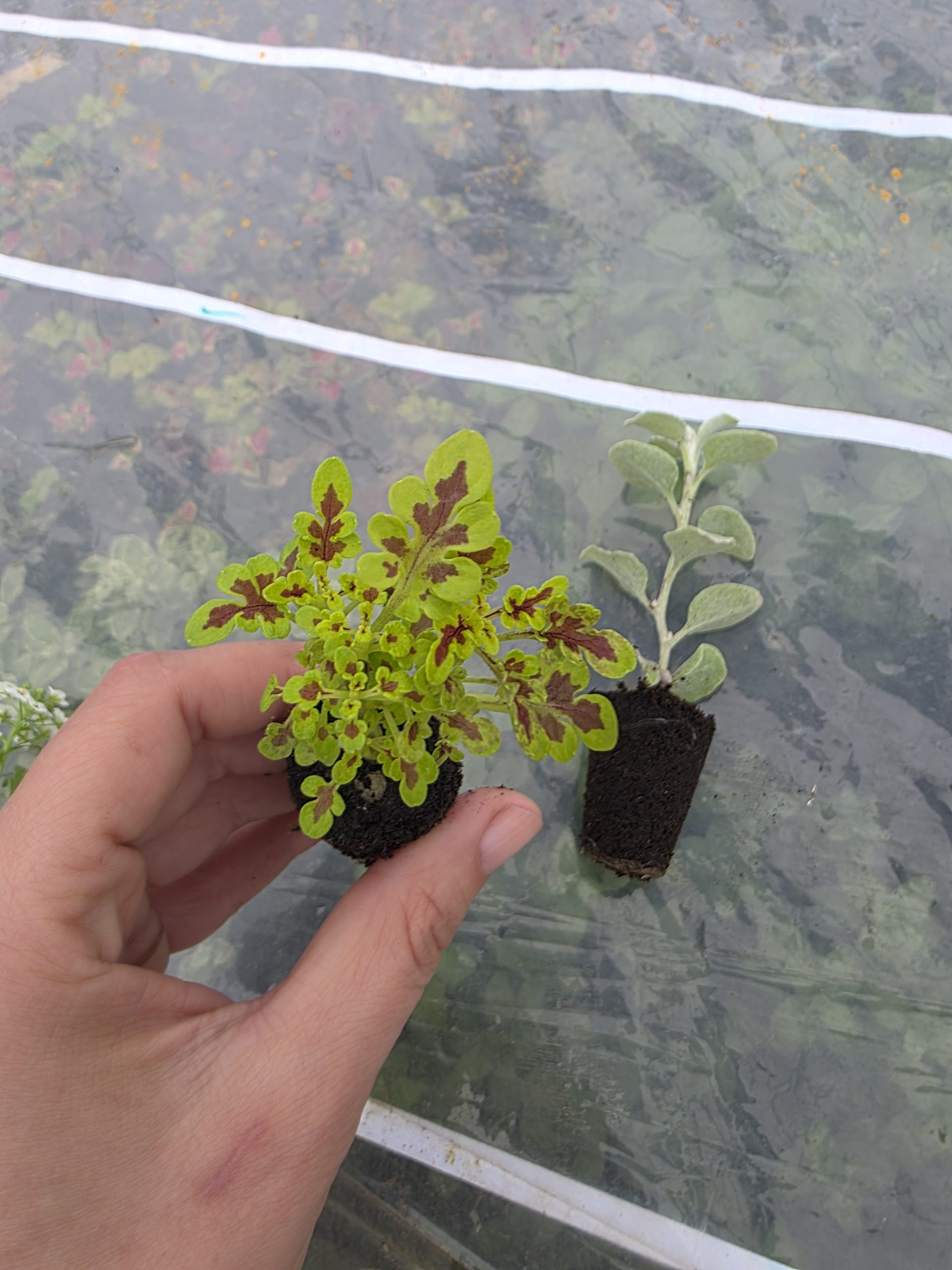 Дипладенія і не тільки. Набір з 11 вкорінених черенків - Зображення 14