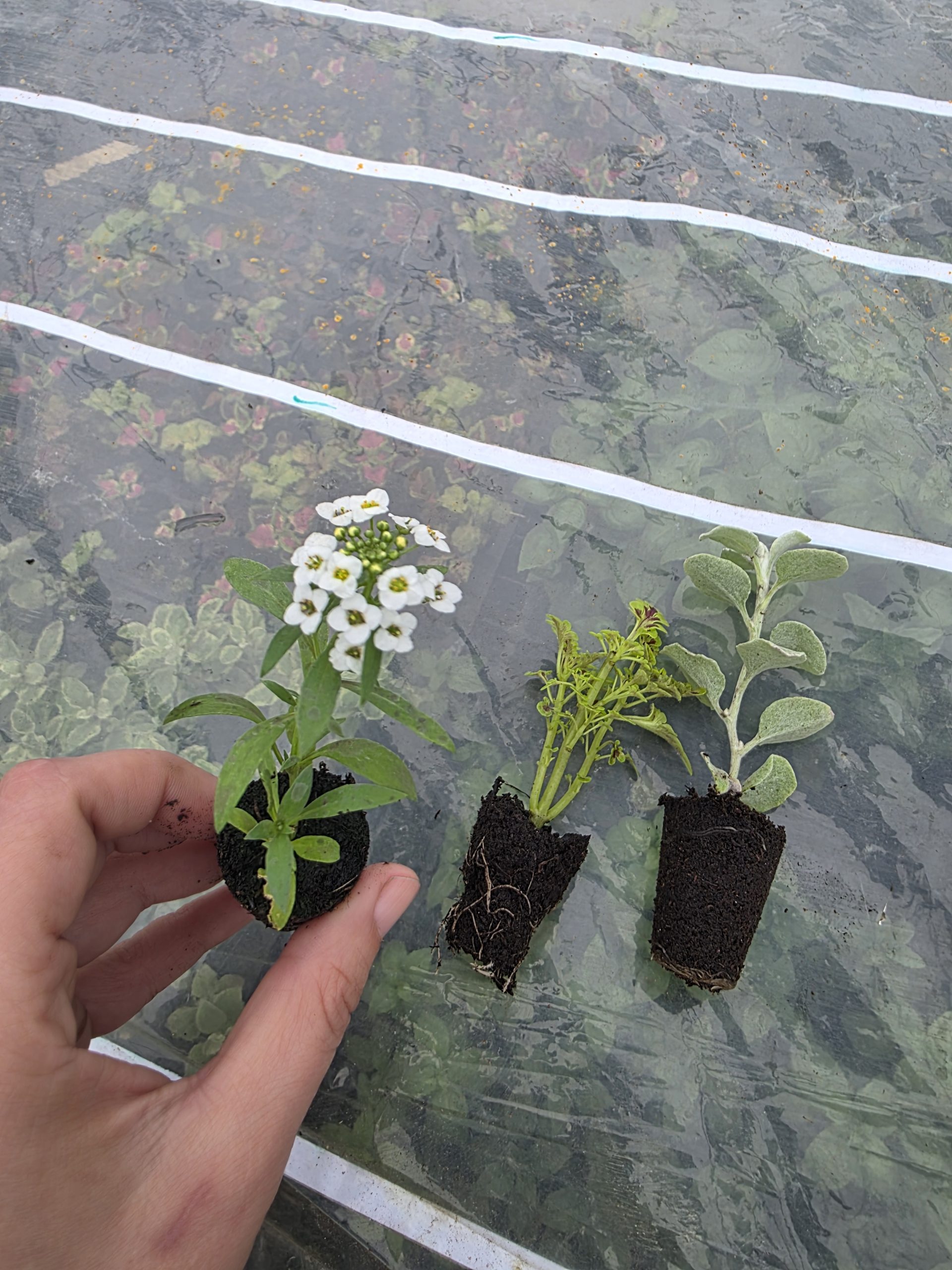 Дипладенія і не тільки. Набір з 11 вкорінених черенків - Зображення 12