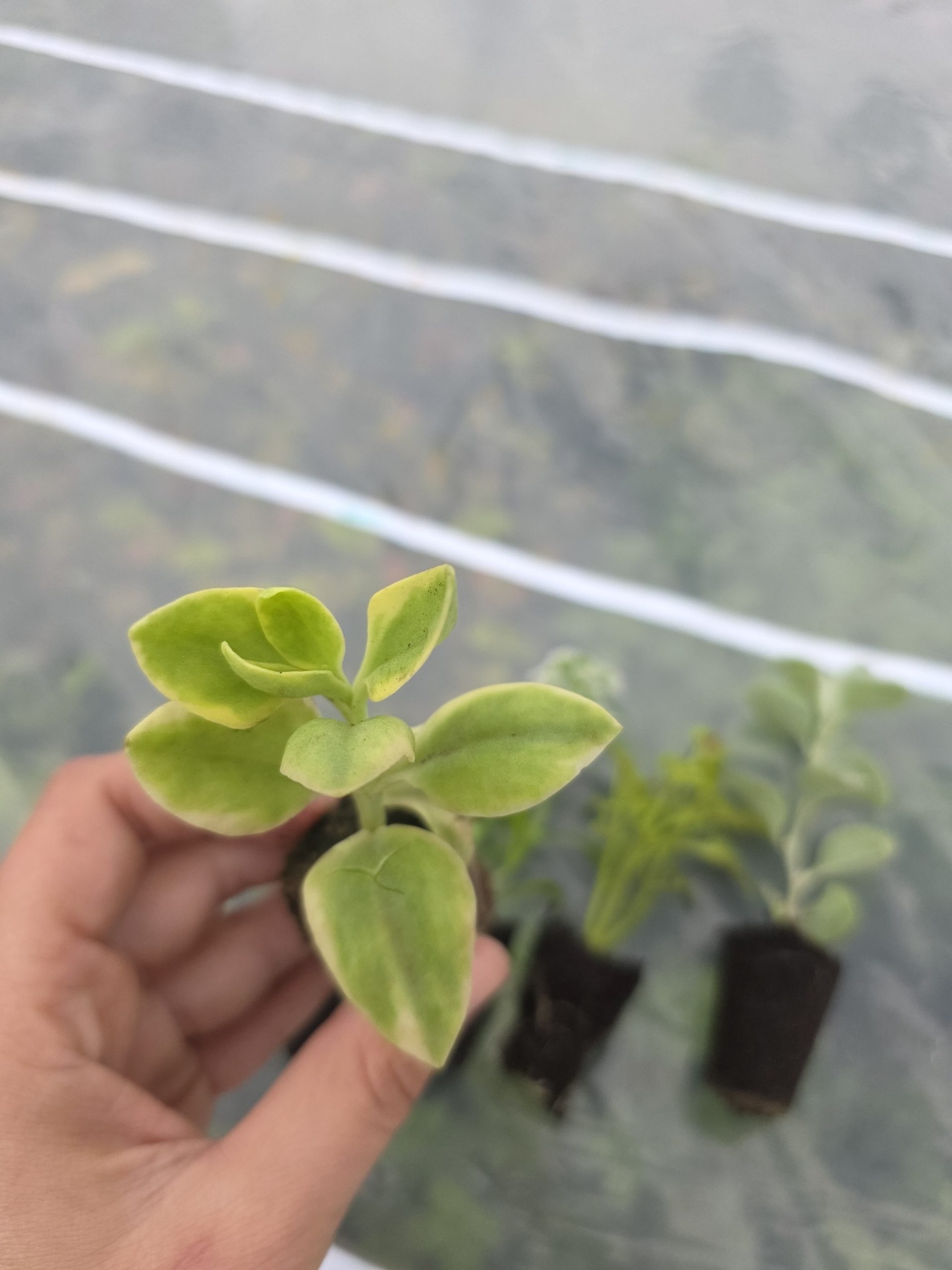 Дипладенія і не тільки. Набір з 11 вкорінених черенків - Зображення 11