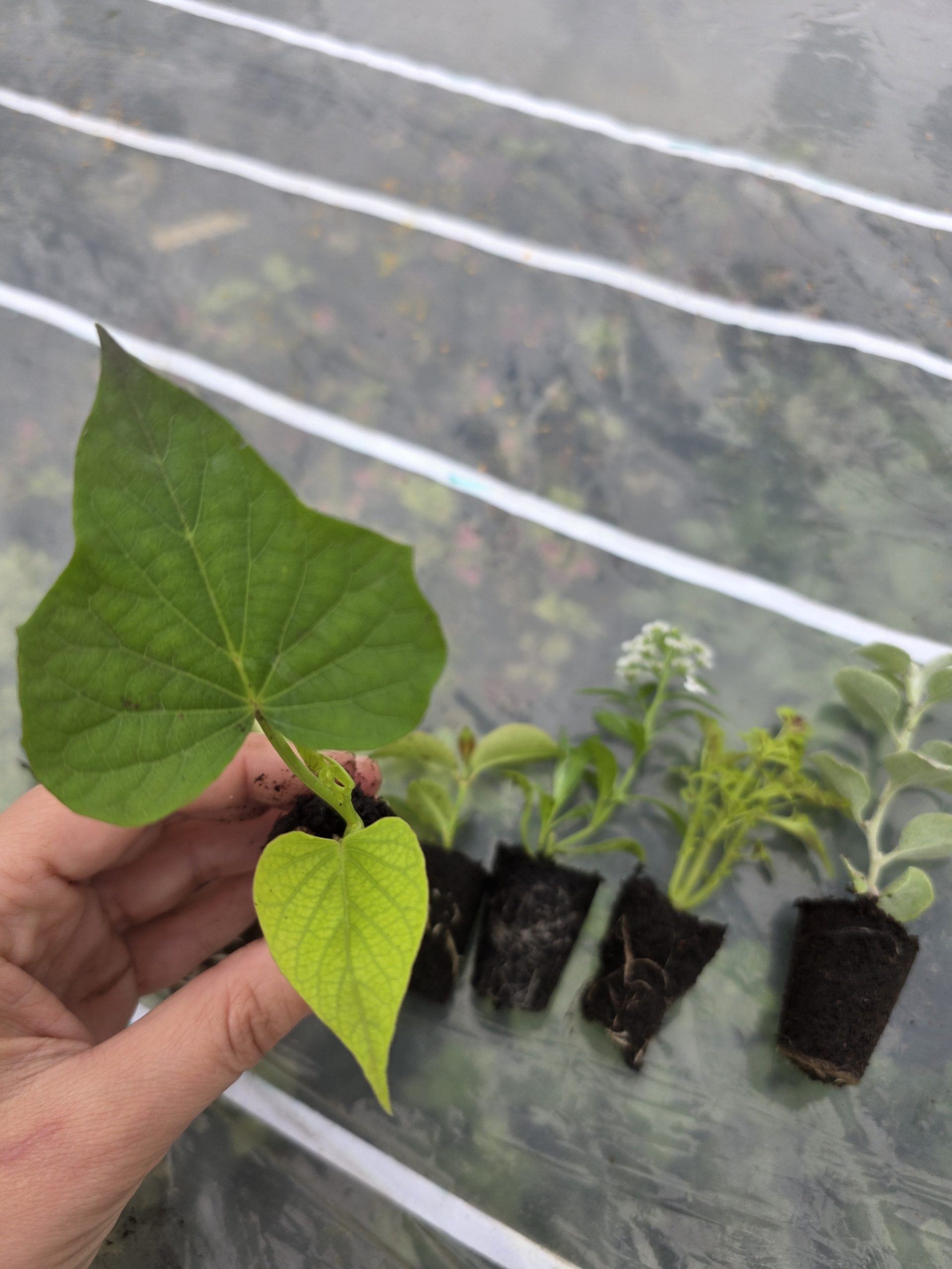 Дипладенія і не тільки. Набір з 11 вкорінених черенків - Зображення 9