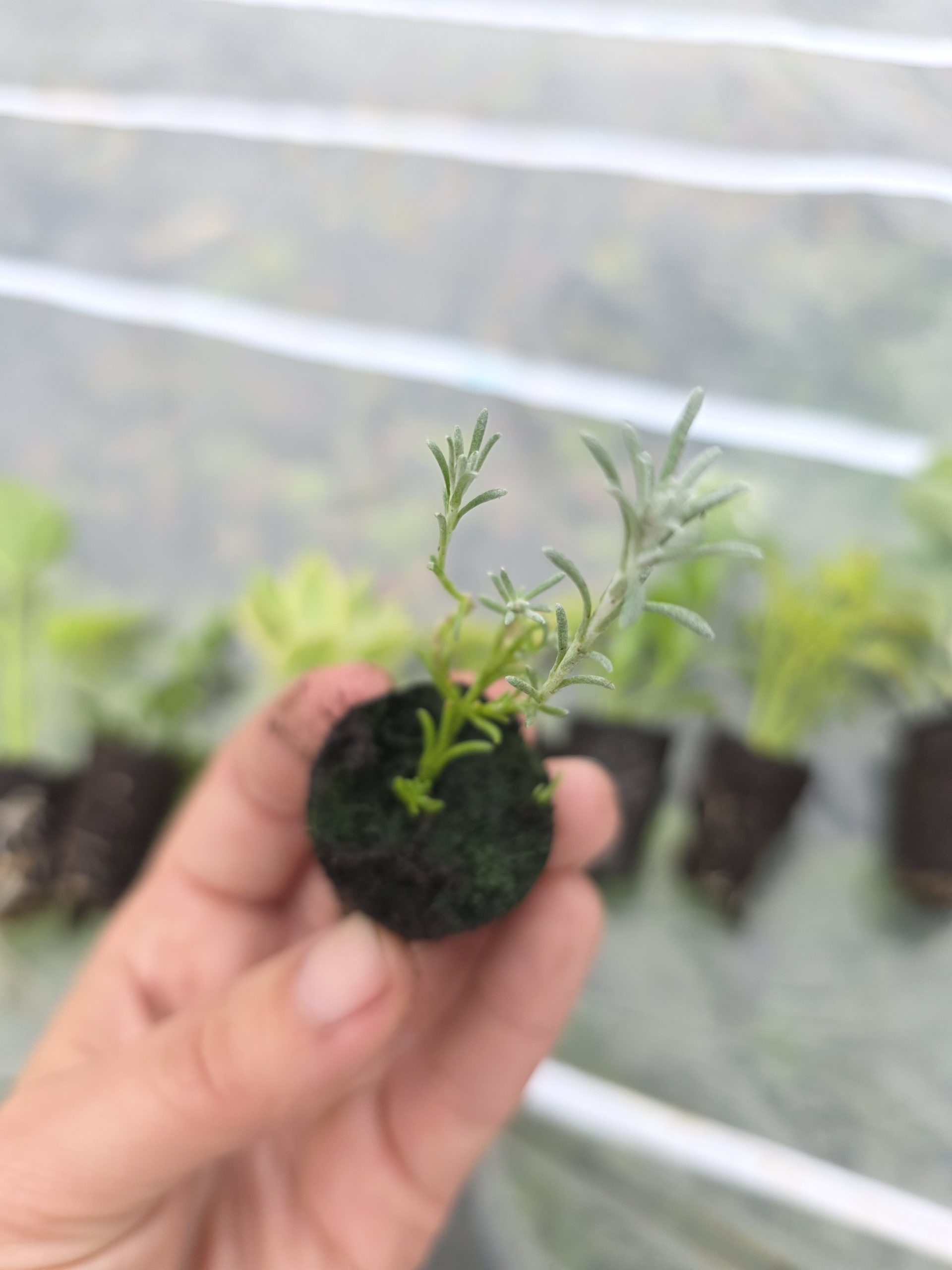 Дипладенія і не тільки. Набір з 11 вкорінених черенків - Зображення 8