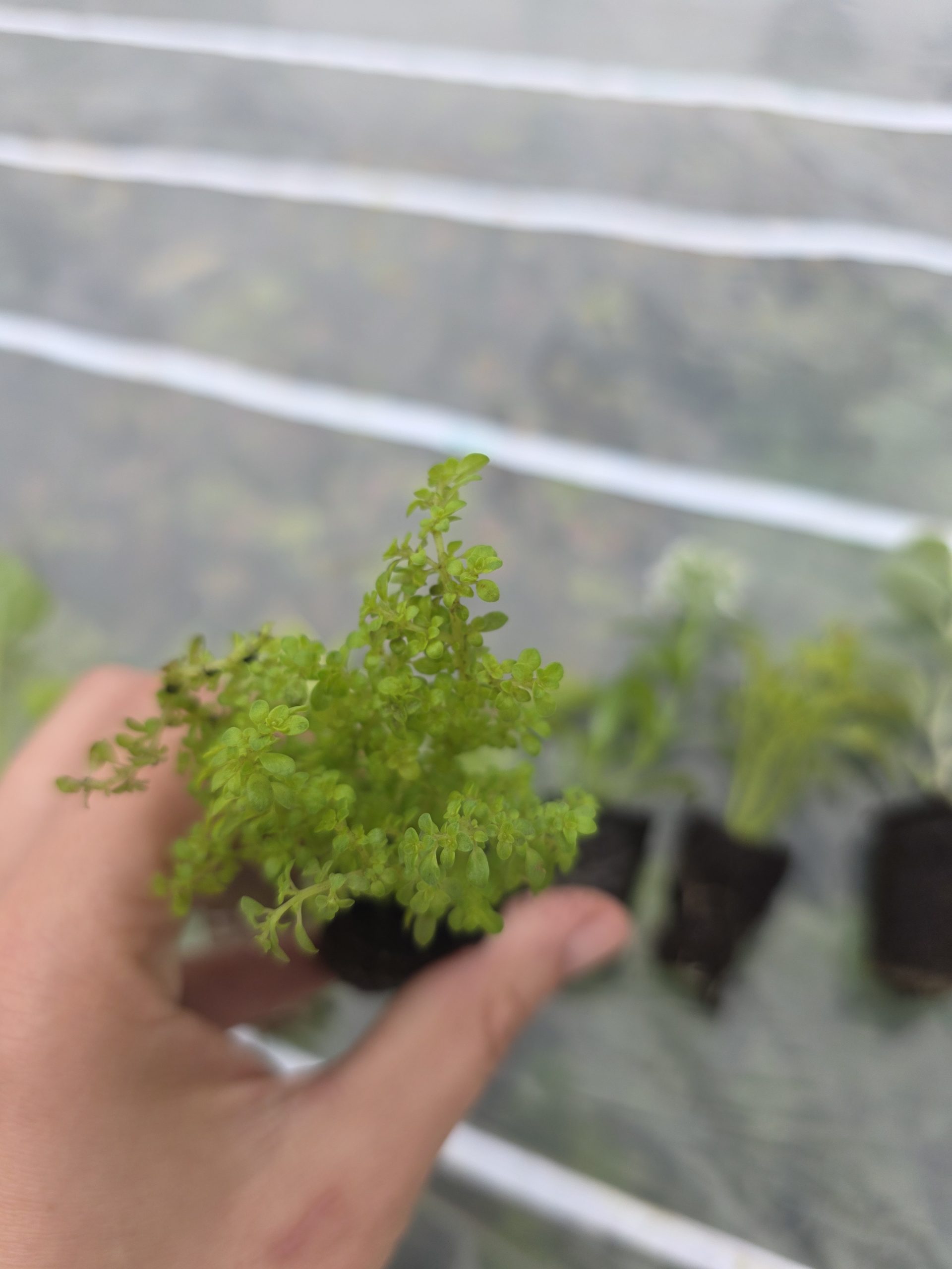 Дипладенія і не тільки. Набір з 11 вкорінених черенків - Зображення 7