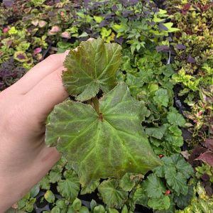 Бегонія зональна Cottage (більшість сортів) набір з 3х вкорінених черенків