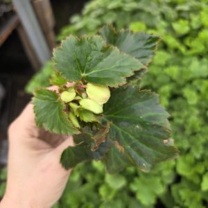 Бегонія зональна Cottage (більшість сортів) набір з 5х вкорінених черенків